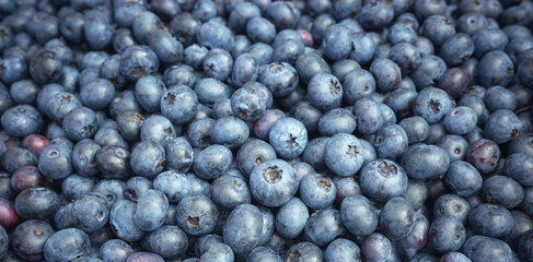 Wall Mural - Close up photo of fresh organic blueberries, selective focus.