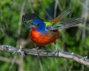 Wall Mural - Male Painted Bunting