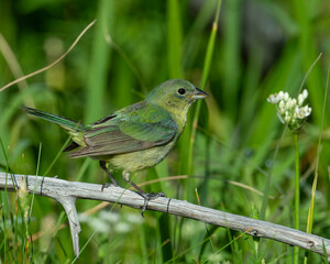 Wall Mural - Immature Male Painted Bunting