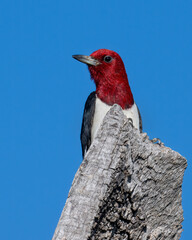 Wall Mural - Red-headed Woodpecker