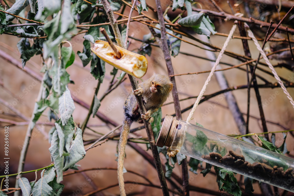 Monkey Riga Riga, Latvia - July 19, 2024 - A small monkey hanging on branches ...
