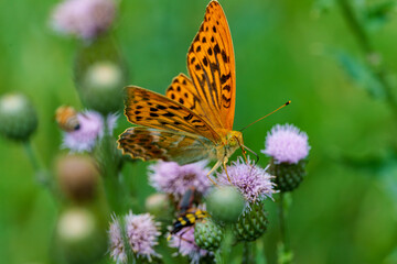 Wall Mural - A vibrant butterfly is peacefully resting on purple wildflowers in the natural environment