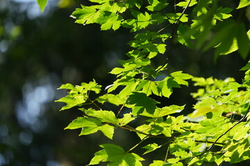 Wall Mural - sun shining through trees, summer foliage wallpaper of horgen switzerland zurich