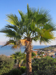 beautiful large tropical palm trees grow on the coast