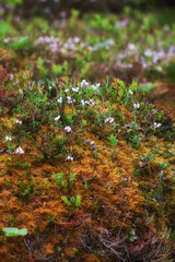 Wall Mural - Flowers, nature and plants on moss in woods, environment and wallpaper closeup. Floral, countryside and green leaves on field for natural growth, ecology and sustainability of land in Norway outdoor