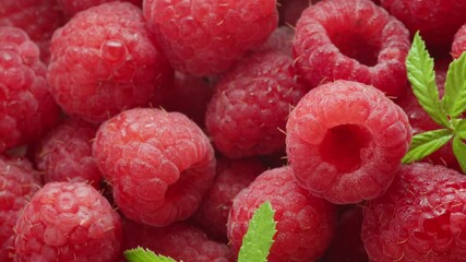 Wall Mural - Macro video of ripe raspberries with raspberry leaves.Beautiful food background.