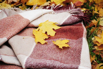 blanket on the grass with autumn leaves