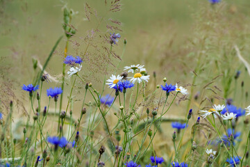 Wall Mural - Colorful wildflowers bloom in a picturesque meadow, creating a vibrant natural landscape