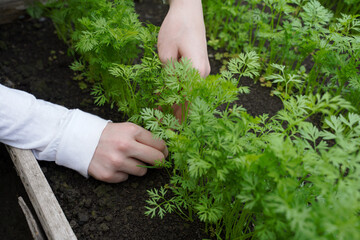 Wall Mural - Girl, a young gardener, a worker thins carrots in a greenhouse, in a garden or in his dacha.weeding carrots on a bed in a greenhouse .