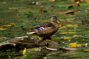 Duck in the water