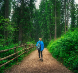 Wall Mural - woman in a blue jacket with backpack is walking on a forest trail, trees with lush green foliage in 