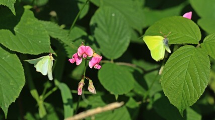 Wall Mural - Männlicher und weiblicher Zitronenfalter (Gonepteryx rhamni) an Wilder Platterbse (Lathyrus sylvestris)