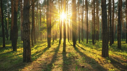 Poster - sunrise in the forest