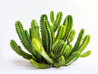 Serene Succulent: A Stunning Green Cactus on a Clean White Canvas