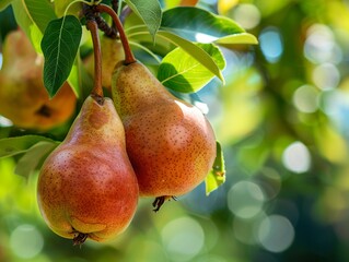 Summer Harvest: Ripe Organic Pears in the Garden