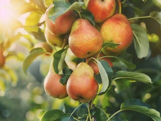 Harvest Time: Juicy Pears on the Branches