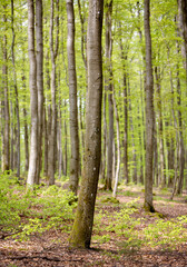 Wall Mural - fresh spring leaves on beech trees in german forest