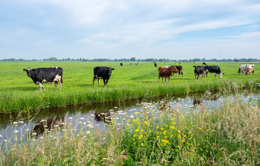 Sticker - spotted black and white cows in green grassy dutch meadow near canal