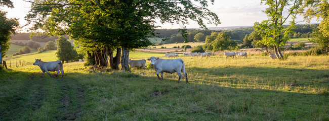 Poster - white cows in rural landscape of french ardennes at sunset