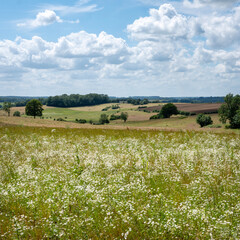 Wall Mural - countryside landscape near Hirson in northern france with flowers