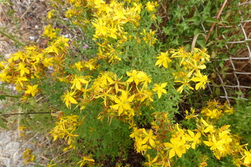 Medicinal yellow flowers of hypericum. st John plant with flowers for medicinal use.