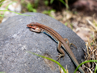 Aspidoscelis gularis Lizard on a rock 