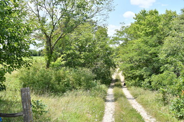 Wall Mural - Dirt Road in a Rural Farm Field