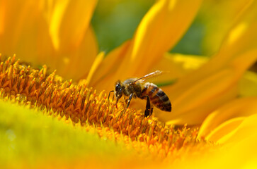 Wall Mural - Honey bee pollinates a golden, ripe, sunflower