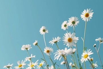 Poster - Low angle view of white daisies flourishing under a clear blue sky