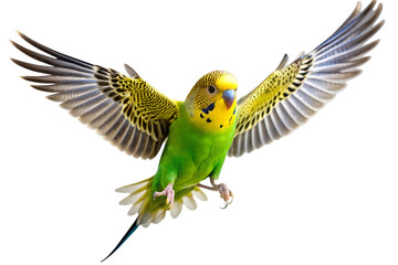 close-up of colorful budgerigar parrot perched