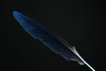 Canvas Print - One beautiful feather on black background, closeup