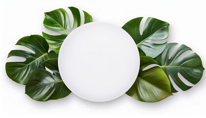 Wall Mural - monstera variegated leaves on white circle with isolated transparent background png file