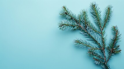 Poster - Fir branch on blue background top view for Christmas card