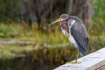 Sticker - A reddish egret at Orlando Wetlands park