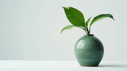 Wall Mural - Green plant leaf in ceramic vase against white background. Empty space