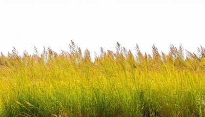 Wall Mural - field of prairie dropseed sporobolus heterolepis grass isolated png on a transparent background perfectly cutout high resolution frontal