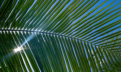 Wall Mural - Palm leaf background. Palm leaf texture. Palm foliage over blue sky. Coconut tree palms. Tropical palm leaves. Exotic pattern background. Tropical forest.