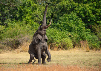 Wall Mural - stretching elephant, mfuwe, zambia, africa