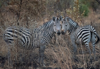 Wall Mural - crawshay's zebras, mfuwe, zambia, africa