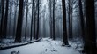 © Chau Tan - dark winter in a forest