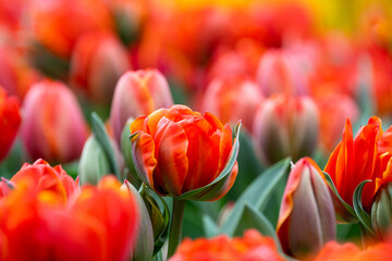 Wall Mural - Field of tulips, vibrant bright orange red flowers, closeup of colorful fresh spring growth as a nature background
