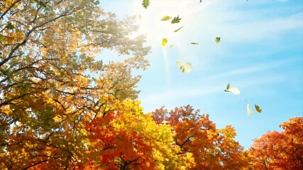 Poster - Autumn landscape. Autumn tree leaves sky background