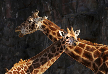 Winter view of two giraffes touching their necks on the zoo of Seoul Grand Park near Gwacheon-si, South Korea
