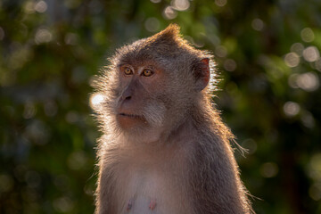 portrait of a brown monkey in the forest