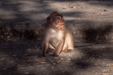 portrait of a brown monkey in the forest