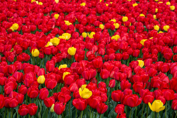 field of tulips, rows of bright red tulips in full bloom with a few yellow flowers mixed in, colorfu