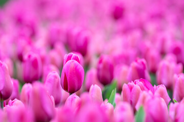 Wall Mural - Field of tulips, mass of vibrant pink flowers in full bloom and blurred with one pink tulip rising above the rest and in focus, closeup of colorful fresh spring growth as a nature background
