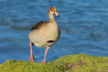 Wall Mural - An Egyptian goose (Alopochen aegyptiacus) in natural habitat, South Africa.