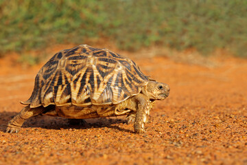 Sticker - Leopard tortoise (Stigmochelys pardalis) walking in natural habitat, South Africa.