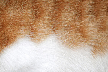 Sticker - Cat fur texture background. Ginger and white cat fur texture.